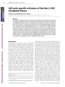 Cell-cycle-specific activators of the Mec1/ATR