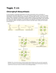 Topic 7.11 Chlorophyll Biosynthesis In the first phase of chlorophyll