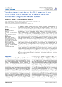 Tyrosine phosphorylation of the BRI1 receptor kinase occurs via a