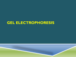 Prepare for gel electrophoresis