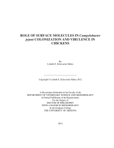 ROLE OF SURFACE MOLECULES IN Campylobacter jejuni