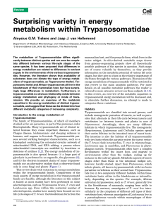 Surprising variety in energy metabolism within Trypanosomatidae