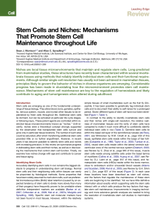 Mechanisms That Promote Stem Cell Maintenance throughout Life