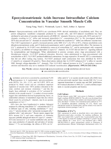 Epoxyeicosatrienoic Acids Increase Intracellular