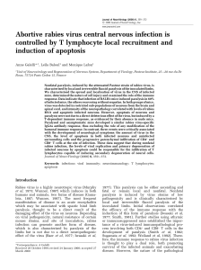 Abortive rabies virus central nervous infection is induction of