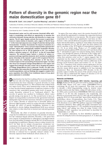 Pattern of diversity in the genomic region near the