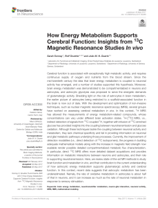How Energy Metabolism Supports Cerebral Function