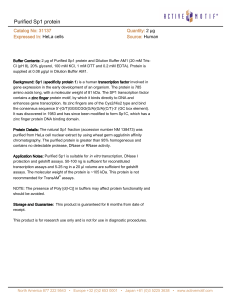 Purified Sp1 protein