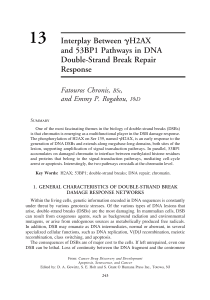 13 Interplay Between H2AX and 53BP1 Pathways in DNA Double