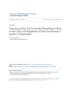 Functions of the Cdc14-Family Phosphatase Clp1p in the Cell Cycle