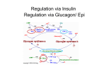 Glycogen Slides from Class