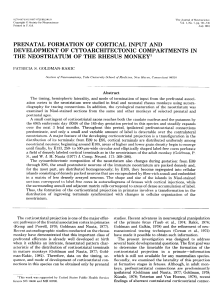 prenatal formation of cortical input and development of