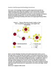 Insulin/ Gold Nanoparticle Bonding Interactions: The nature of the