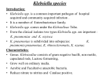 klebsiella spp.