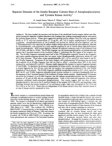 Separate Domains of the Insulin Receptor Contain