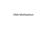 DNA Methylation