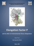 Elongation Factor P
