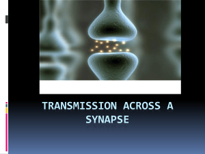 Transmission across a Synapse
