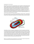 Modeling Bacterial Transformation