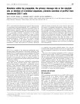 Mutations within the propeptide, the primary cleavage site or the