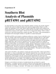 Southern Blot Analysis of Plasmids pRIT4501 and - RIT