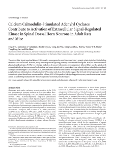 Calcium Calmodulin-Stimulated Adenylyl Cyclases Contribute to