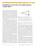 Searching for stem cells in the adult pancreas: A futile effort?