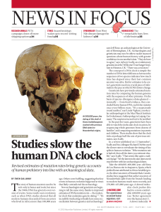 Studies slow the human DNA clock