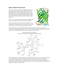 GREEN FLUORESCENT PROTEIN (GFP) GFP is produced by the