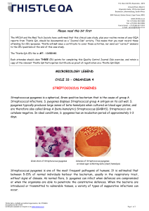 Cycle 33 Organism 4 - Streptococcus pyogenes
