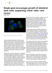 Single gene encourages growth of intestinal stem cells, supporting