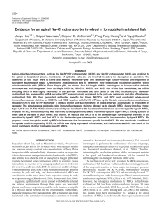 Evidence for an apical Na–Cl cotransporter involved in ion uptake in