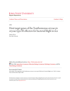 Host target genes of the Xanthomonas oryzae pv. oryzae type III