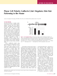 Planar Cell Polarity Cadherin Celsr1 Regulates Skin Hair Patterning