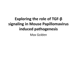 Exploring the role of TGF-β signaling in Mouse