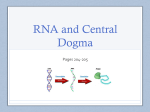 RNA and Central Dogma