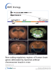 Non-coding-regulatory regions of human brain genes delineated by