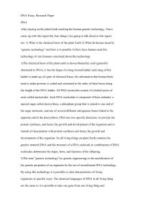 DNA Essay Research Paper DNAAfter staying on