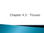 Chapter 4.3: Tissues