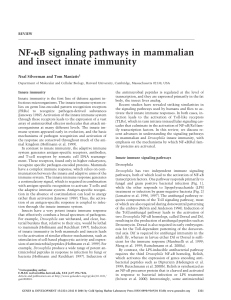 NF- B signaling pathways in mammalian and insect innate immunity