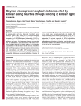 Cayman ataxia protein caytaxin is transported by kinesin along