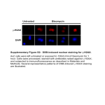 Supplementary Figure S2: DSB-induced nuclear staining for γ