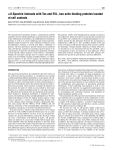 αII-Spectrin interacts with Tes and EVL, two actin