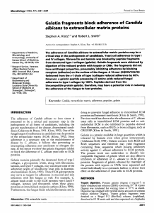 Gelatin fragments block adherence of Candida