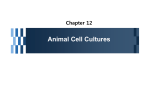 Animal Cell Cultures