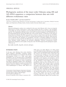 Phylogenetic analysis of the insect order Odonata using 28S and