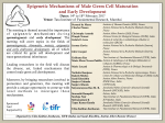 Epigenetic Mechanisms of Male Germ Cell Maturation and