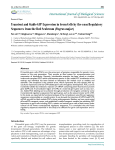 Transient and Stable GFP Expression in Germ Cells by the vasa