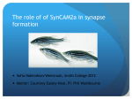 SynCAM2a ΔPDZ Δ4.1B ΔPDZ - University of Oregon (SPUR)