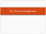 Wnt - USD Biology